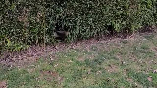 Cutest Doggy trick....you will enjoy