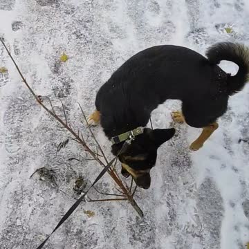 Puppy loves to wear branches