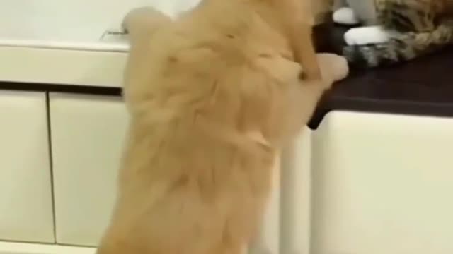 For more cut kitties😂🤣