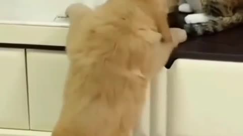 For more cut kitties😂🤣