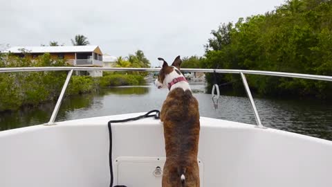 Teaching your dog to be on a boat