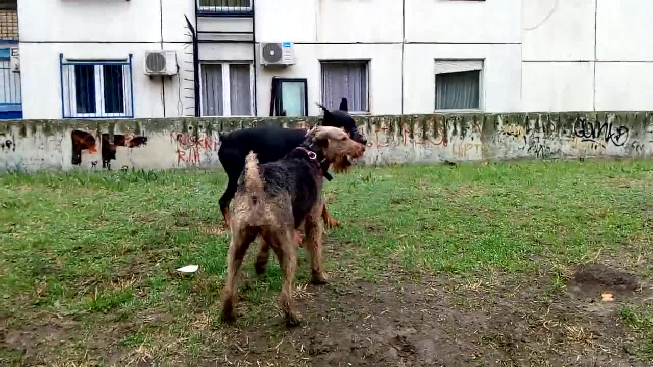 Doberman vs Airedale Terrier