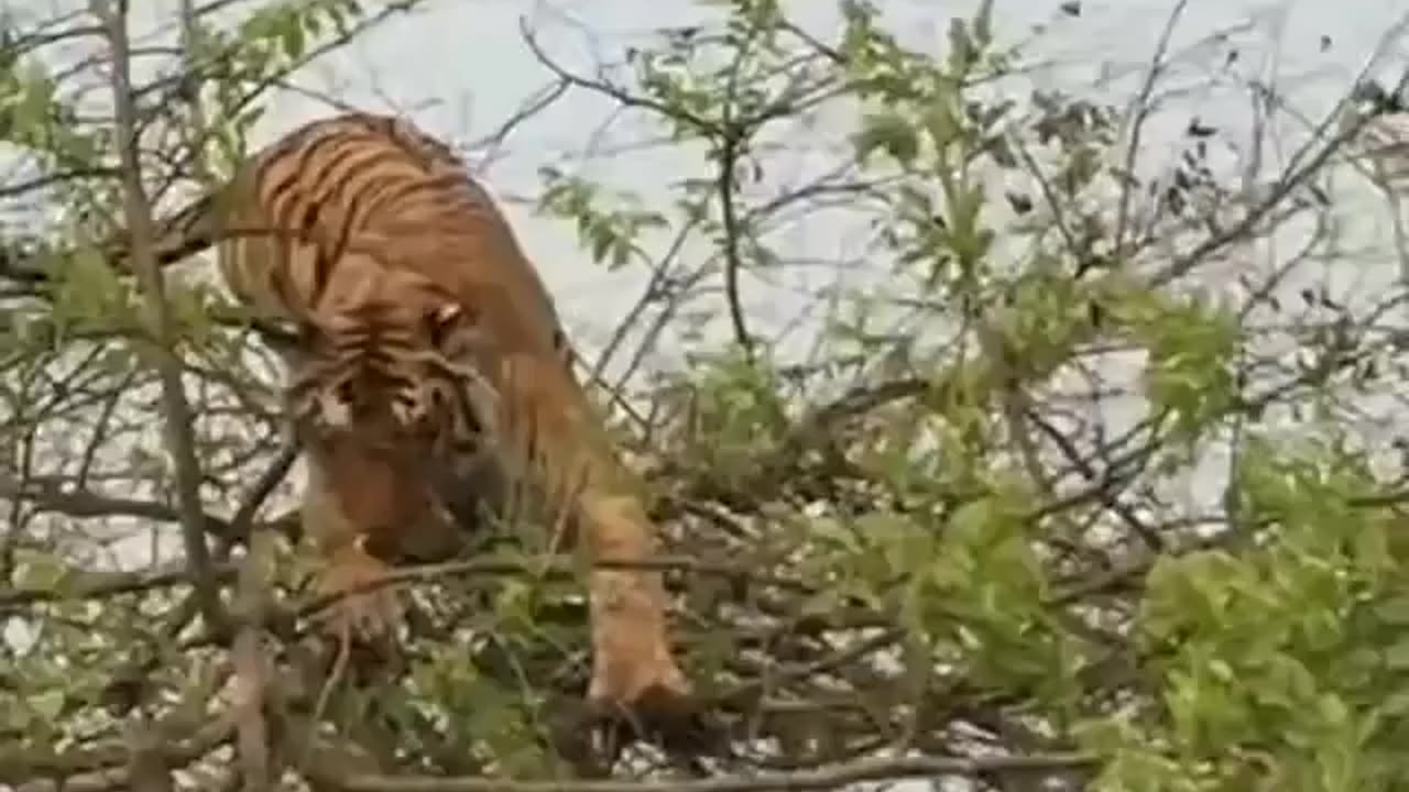 Wildlife in Closer View with natural perspective.