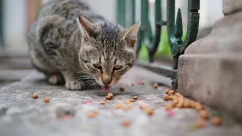 The cat is eating gram. enjoy party with gram