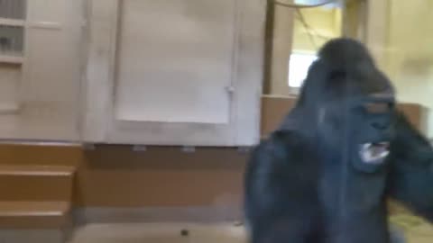 No one can stop an excited giant male gorilla