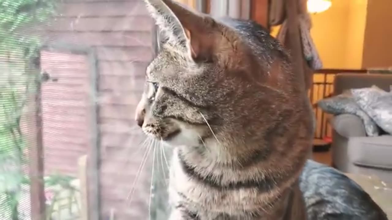 Cat Chirping and Chattering at the Birds Outside on Cat TV