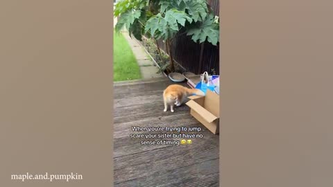 Unexplainable behavior of orange cat