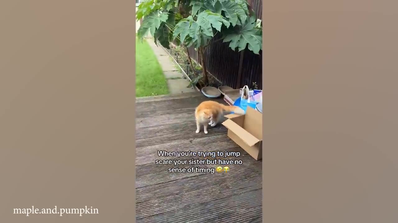 Unexplainable behavior of orange cat