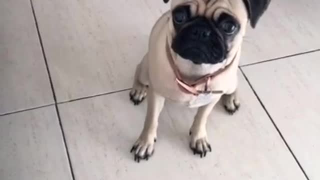 Ultimate Baby Dogs - Cute and Funny Dog Videos