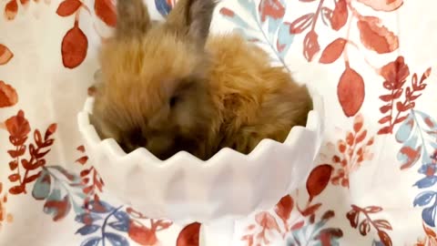 Angora rabbit