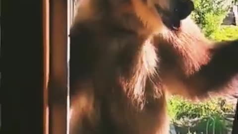 Amazing Funny Animals