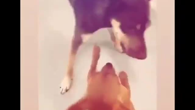 Dogs playing with each other in an exciting and fun way