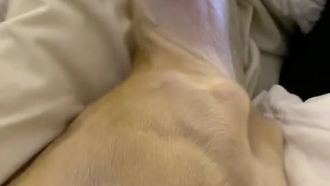 Hilarious snoring pet