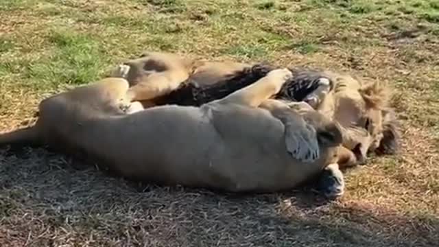 A Lion Couple Cuddling Each Other