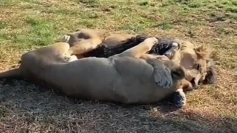 A Lion Couple Cuddling Each Other