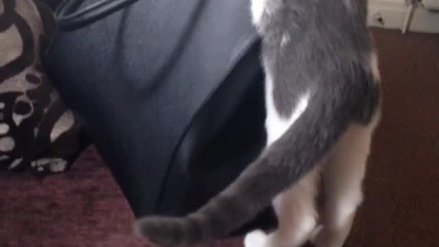 Grey white cat struggles to get in black bag