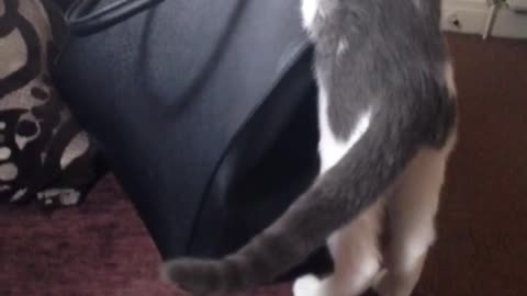 Grey white cat struggles to get in black bag