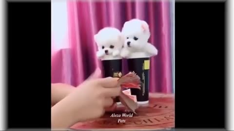 cute baby animals video