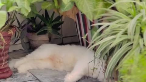 Cat video-cute cat video-funny cat video