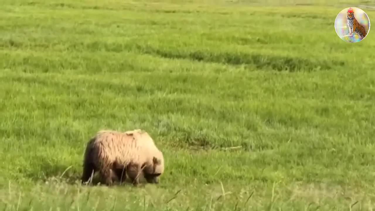 Ten animals that can fight Lion