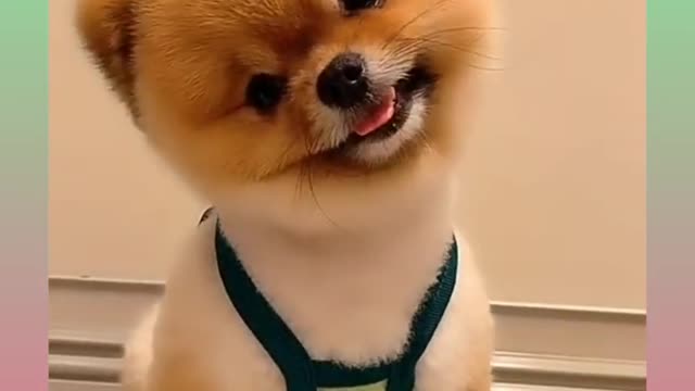 Cute And Funny dogs videos compilation #Shorts