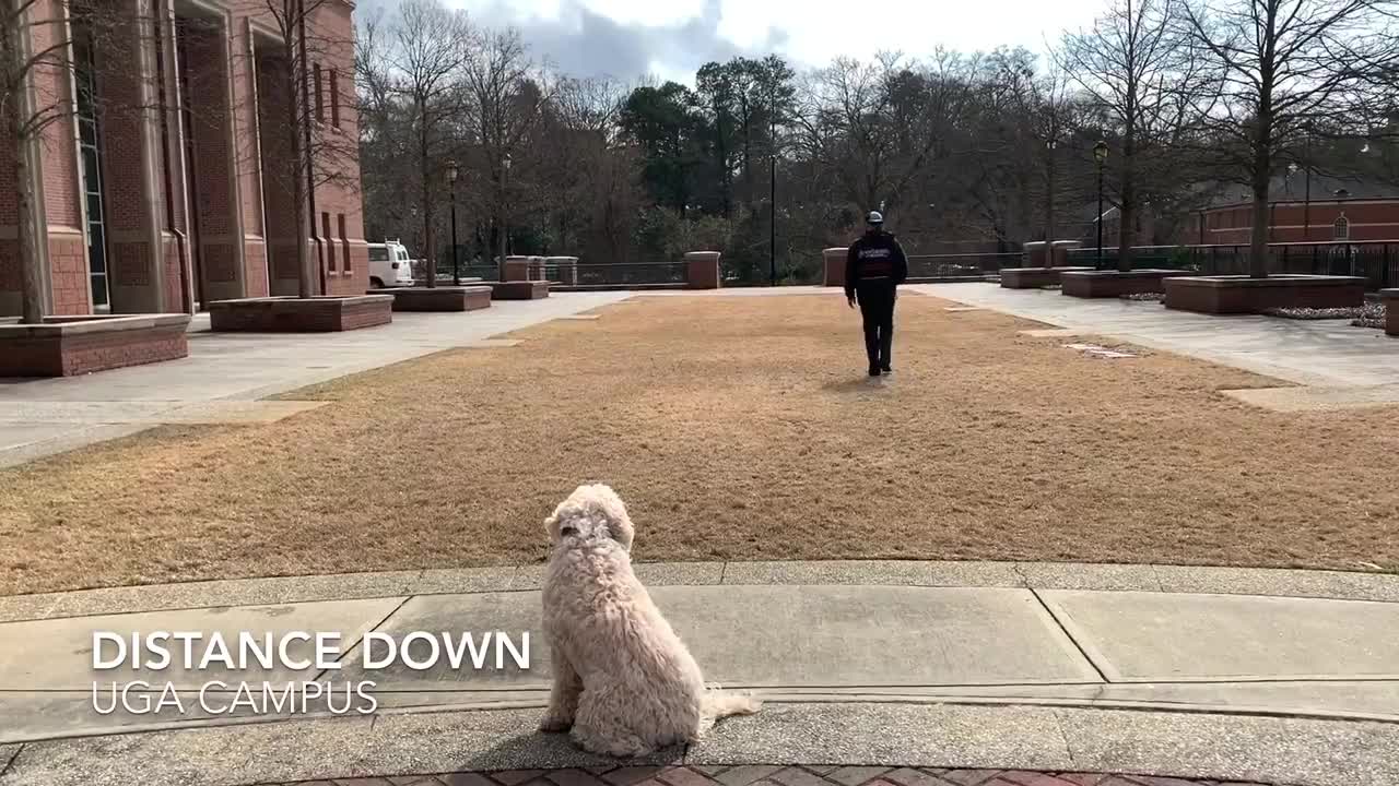 Leo 10 Month Old Labradoodle Atlanta Dog Training