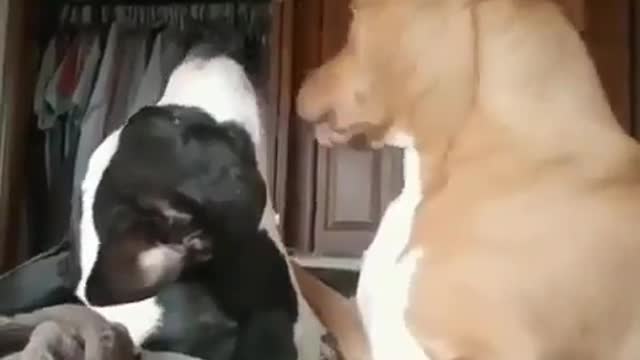 Best Funny Animal Videos 2022 😺 Funny Dog Videos 2022 😁 Funniest Dog Videos 😁😇