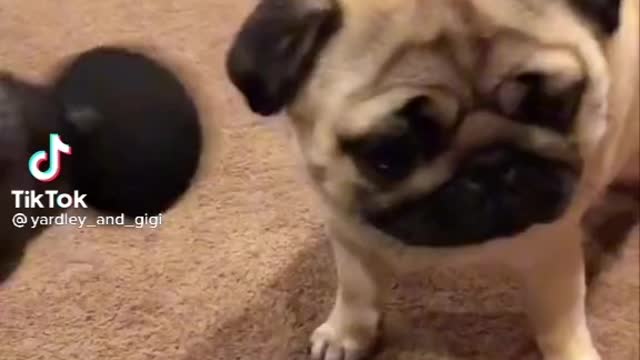 Pug gets Massage