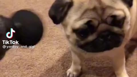 Pug gets Massage