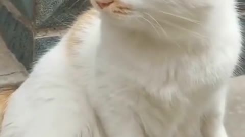 I lost my food somewhere