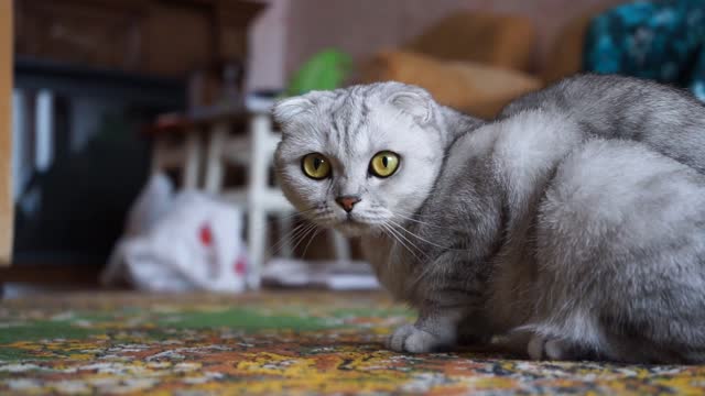 Cute 🐱 cats
