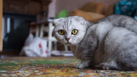 Cute 🐱 cats