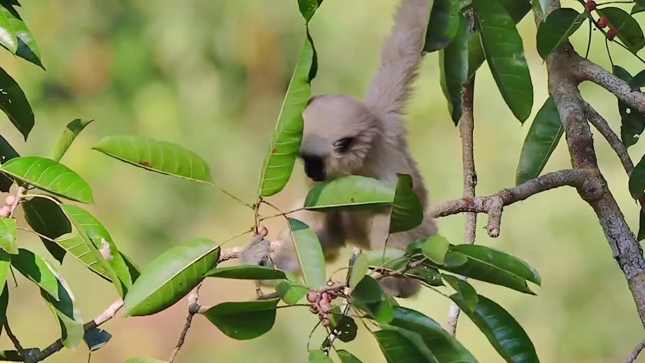 A baby hooded gibbon