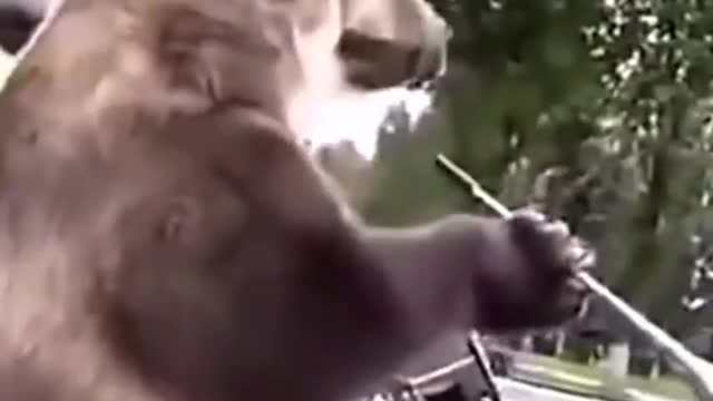 Bear driving a motorcycle