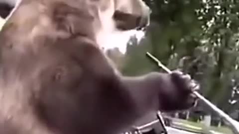 Bear driving a motorcycle