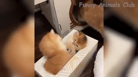 Funny Animal Videos 2022 😂 - Best Dogs And Cats Videos 😺😍 #13