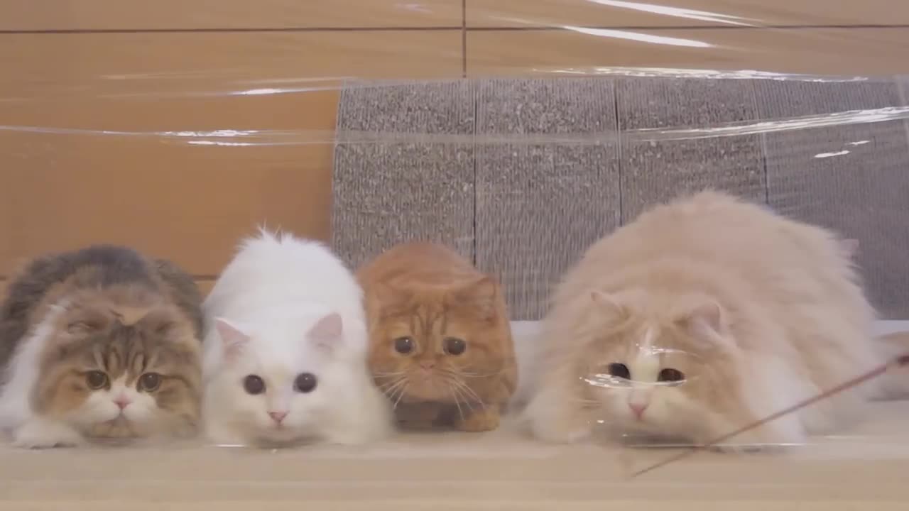 Cats vs Invisible Wall - Kittisaurus - Animal with IQ??