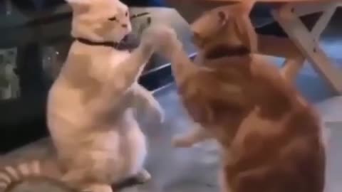 boxing cats 2