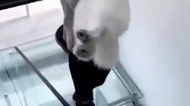 Funny animal compilation 2022