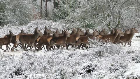 A flock of deer