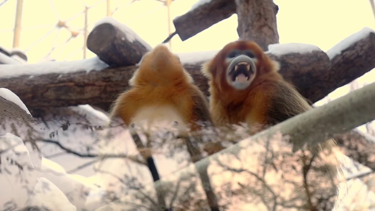 Funny monkeys 🐒