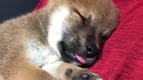 Brown puppy asleep on red pillow