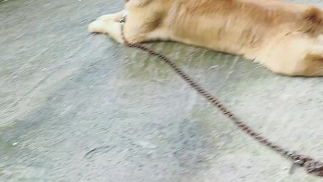 Omg😱 such a cute and hilarious dog sit like a lion | Dog looks 2021