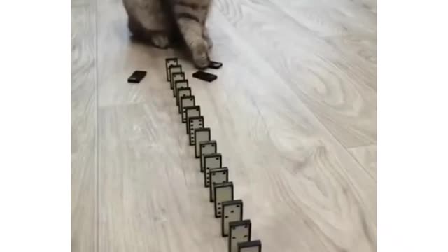 Best cat video funny and interesting