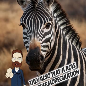 What Do Zebra Stripes Hide? | #zebra #funnyzebra #viral
