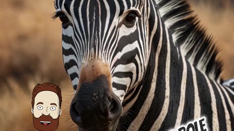 What Do Zebra Stripes Hide? | #zebra #funnyzebra #viral