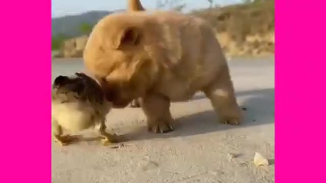 Cute Puppy and Chicken #shorts