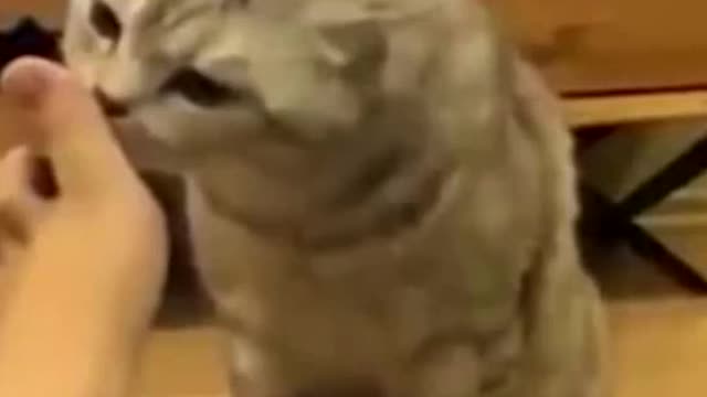 Funny cats shorts #8/ #shorts