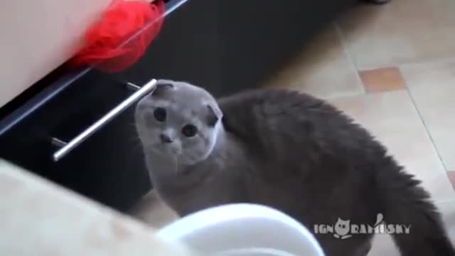 Cat Gets Caught Stealing From a drawer