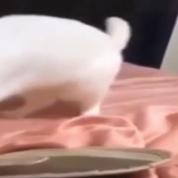 2021 cute pupps and kittens #2